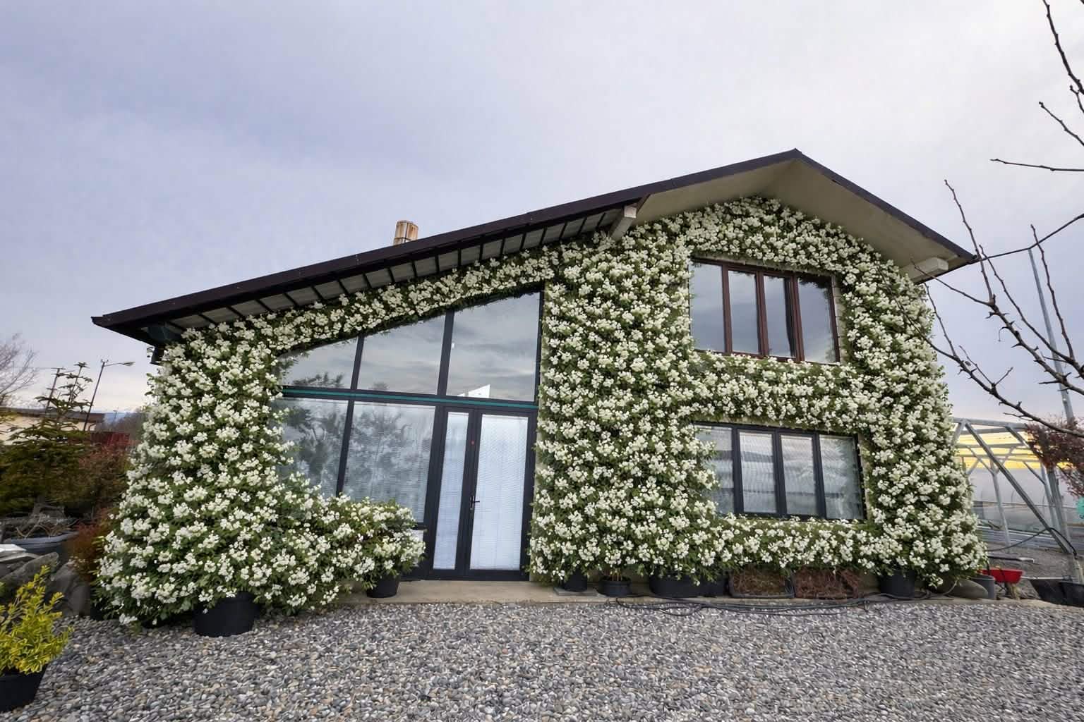 Eucalyptus Nursery Expert Consultation